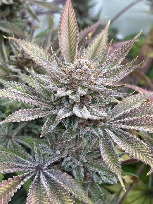 The Grow. Week 15