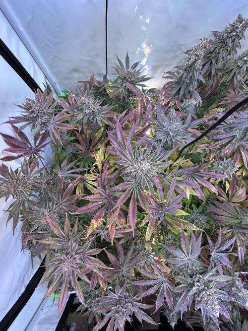 The Grow. Week 15
