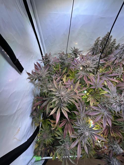 The Grow. Week 15