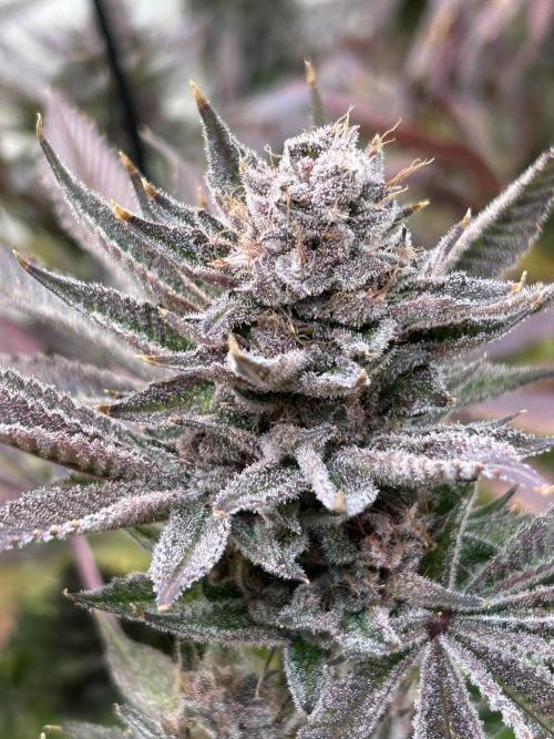 The Grow. Week 15