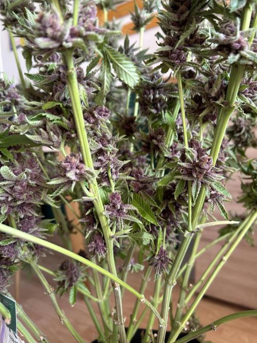The Grow. Week 15