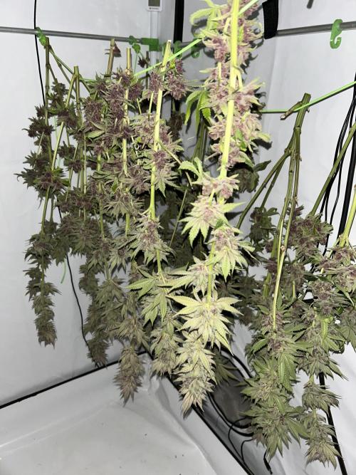 The Grow. Week 15