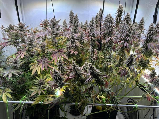 The Grow. Week 15