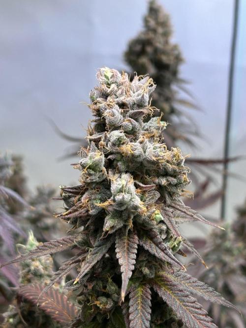 The Grow. Week 15