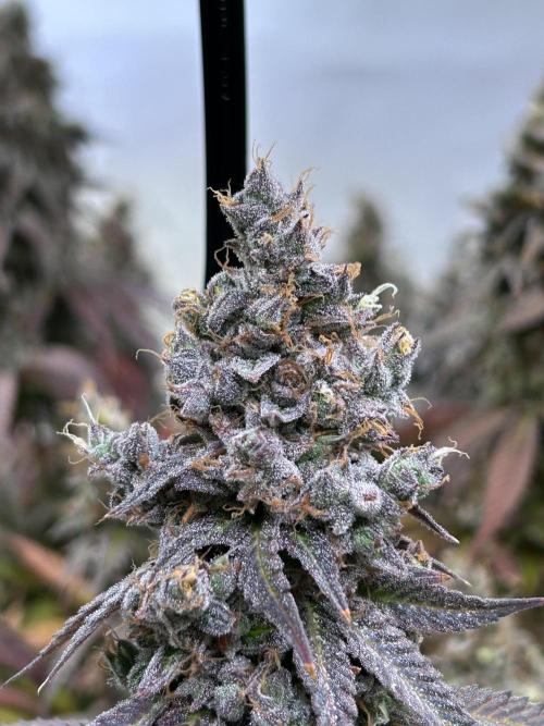 The Grow. Week 15