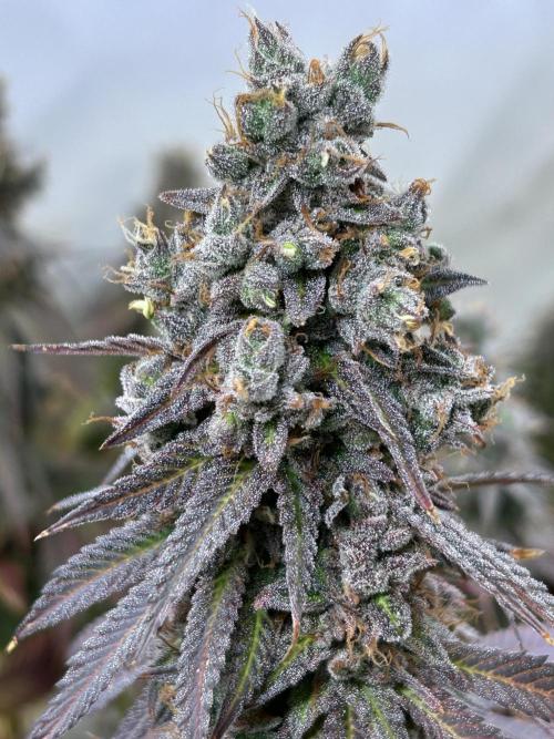 The Grow. Week 15