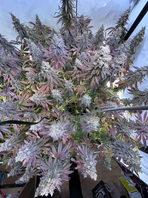 The Grow. Week 15