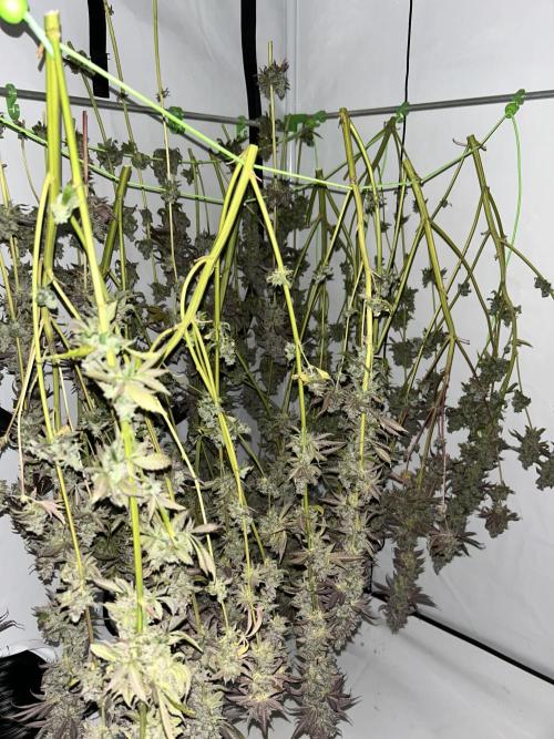 The Grow. Week 15