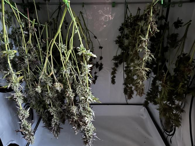The Grow. Week 15