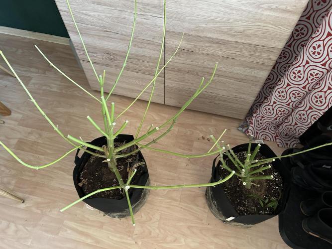 The Grow. Week 15
