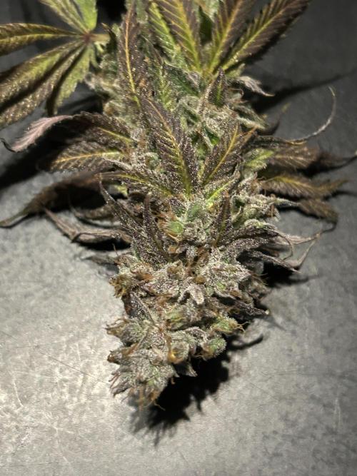 The Grow. Week 15
