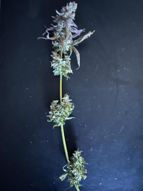 The Grow. Week 15