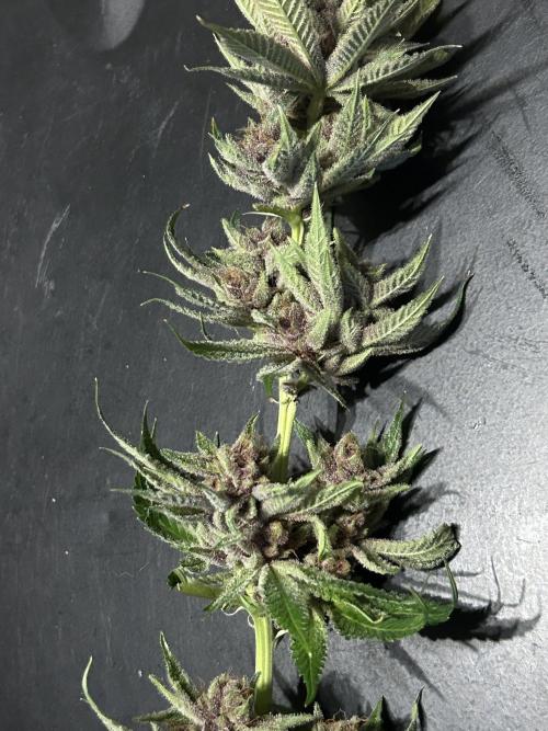 The Grow. Week 15
