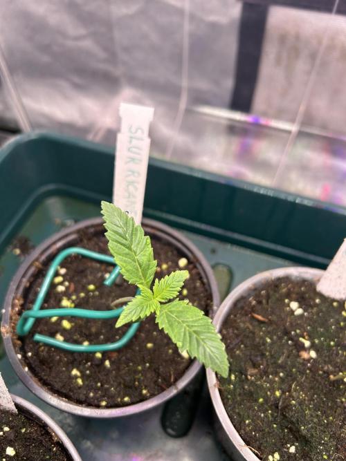 Blue Zuschi- Gnome & Sluricane- In House. Week 1 - Sluricane #7
In House