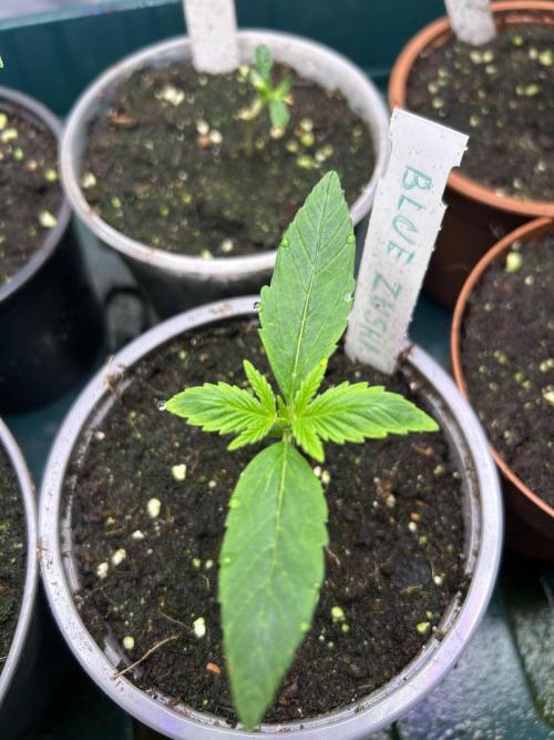 Blue Zuschi- Gnome & Sluricane- In House. Week 1 - Blue Zushi
Gnomes Garden