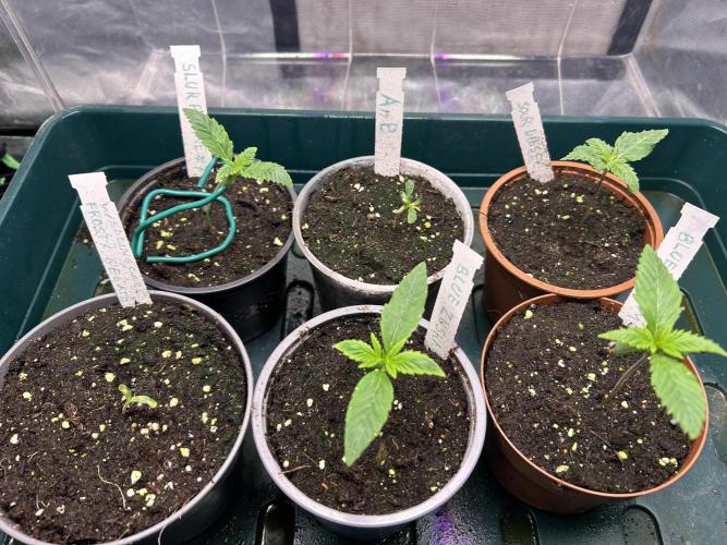 Blue Zuschi- Gnome & Sluricane- In House. Week 1