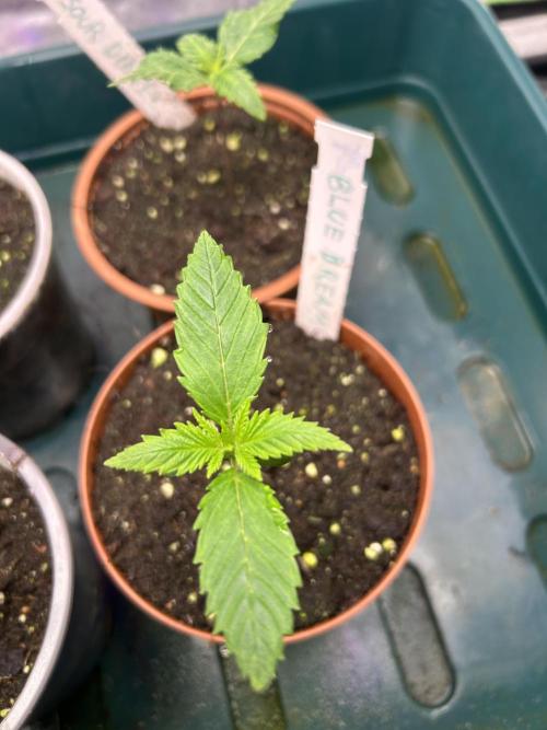 Sour Diesel - RQS & Blue Dream- Humbold. Week 1 - Blue Dream - Humbold 