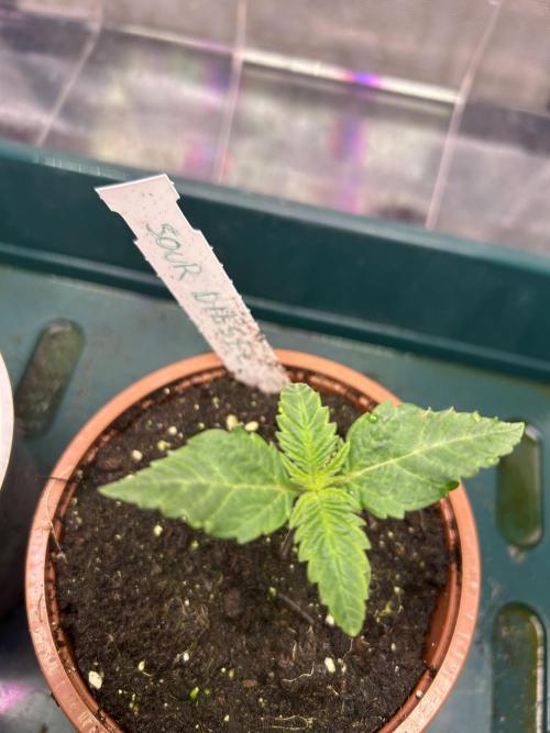 Sour Diesel - RQS & Blue Dream- Humbold. Week 1 - Sour Diesel - RQS
