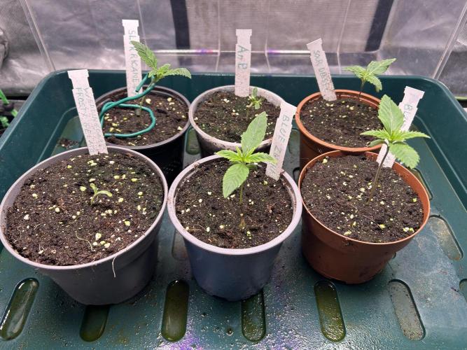Sour Diesel - RQS & Blue Dream- Humbold. Week 1
