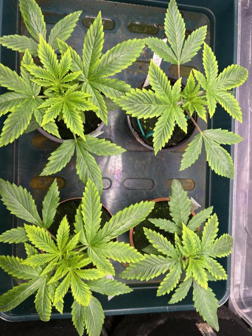Sour Diesel - RQS & Blue Dream- Humbold. Week 2