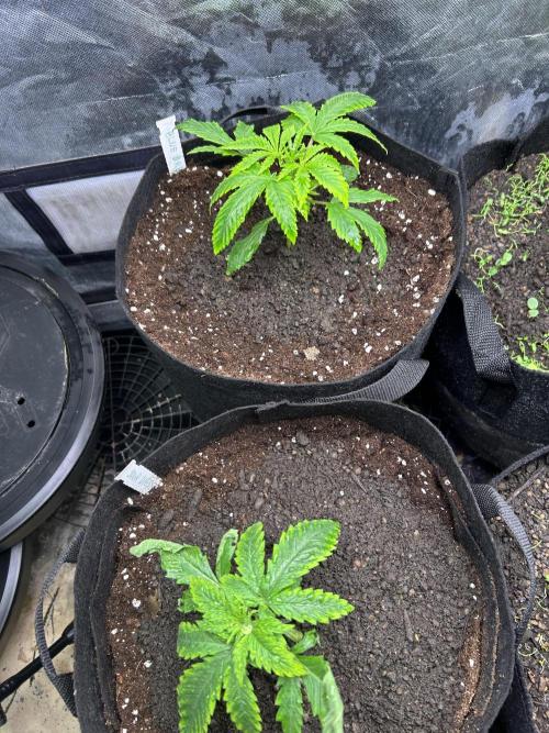 Sour Diesel - RQS & Blue Dream- Humbold. Week 2