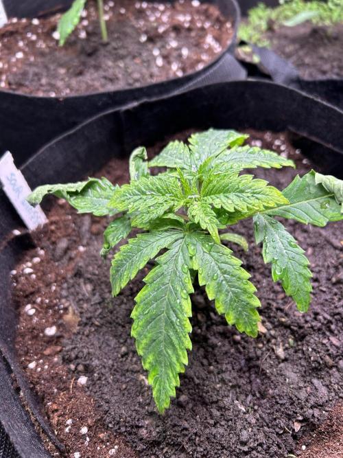 Sour Diesel - RQS & Blue Dream- Humbold. Week 2