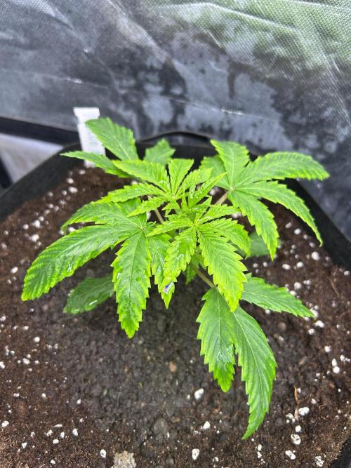 Sour Diesel - RQS & Blue Dream- Humbold. Week 2