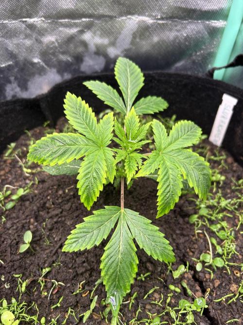 Blue Zuschi- Gnome & Sluricane- In House. Week 2