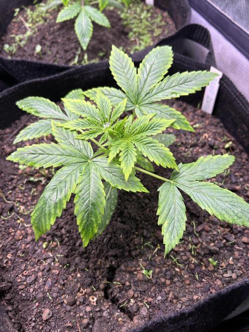 Blue Zuschi- Gnome & Sluricane- In House. Week 2