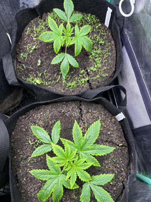 Blue Zuschi- Gnome & Sluricane- In House. Week 2