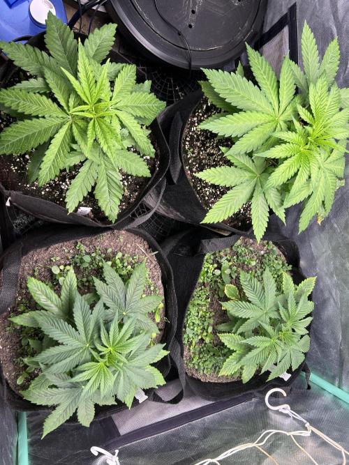 Sour Diesel - RQS & Blue Dream- Humbold. Week 3
