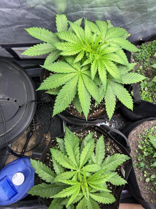 Sour Diesel - RQS & Blue Dream- Humbold. Week 3