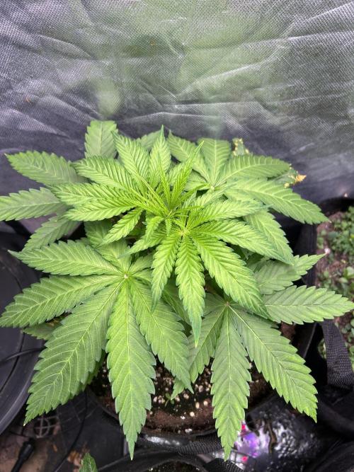Sour Diesel - RQS & Blue Dream- Humbold. Week 3 - Blue Dream befor topping