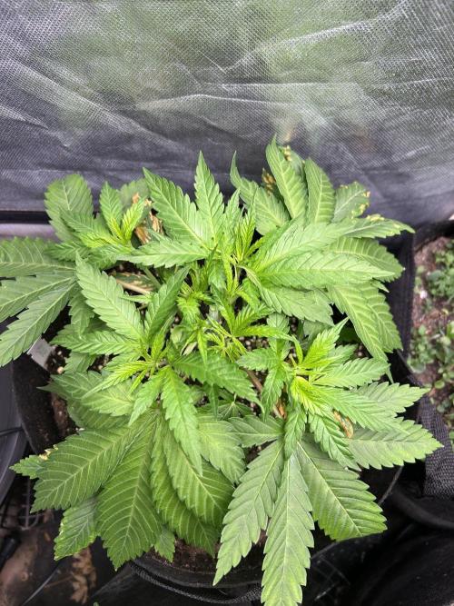 Sour Diesel - RQS & Blue Dream- Humbold. Week 3 - Blue Dream After topping