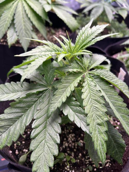 Sour Diesel - RQS & Blue Dream- Humbold. Week 3 - Sour Diesel befor topping