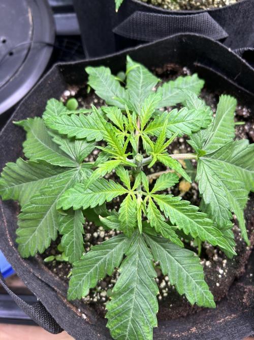Sour Diesel - RQS & Blue Dream- Humbold. Week 3 - Sour Diesel after topping