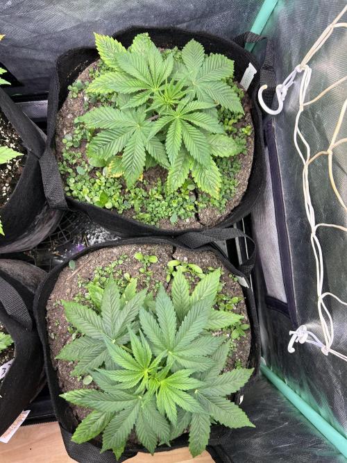 Blue Zuschi- Gnome & Sluricane- In House. Week 3