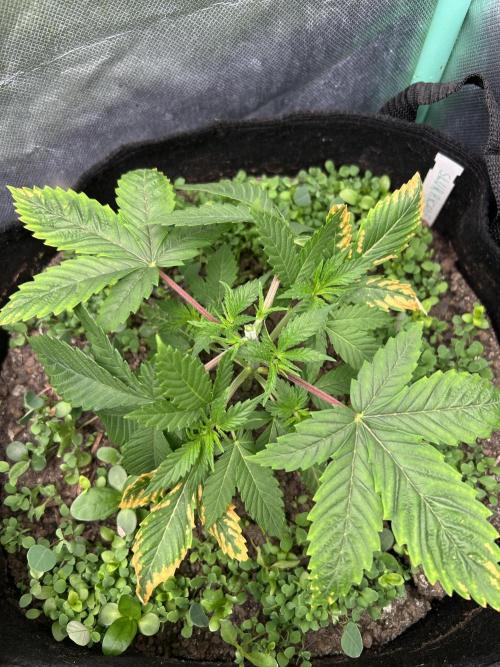 Blue Zuschi- Gnome & Sluricane- In House. Week 3 - Sluricane after topping