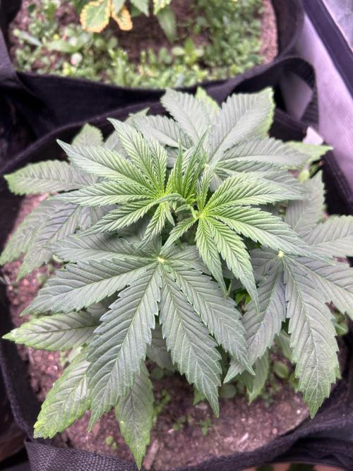 Blue Zuschi- Gnome & Sluricane- In House. Week 3 - Blue Zushi before topping