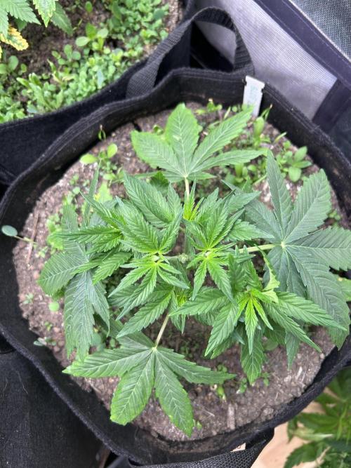 Blue Zuschi- Gnome & Sluricane- In House. Week 3 - Blu Zushi After topping