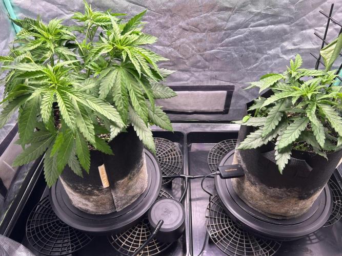 Sour Diesel - RQS & Blue Dream- Humbold. Week 4