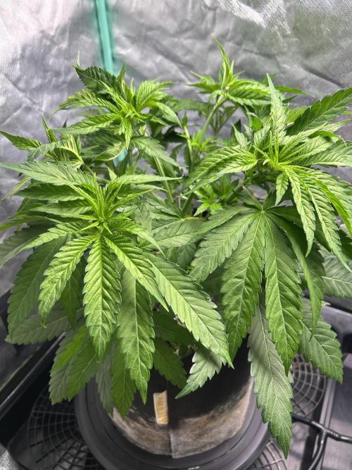 Sour Diesel - RQS & Blue Dream- Humbold. Week 4 - Blue Dream
