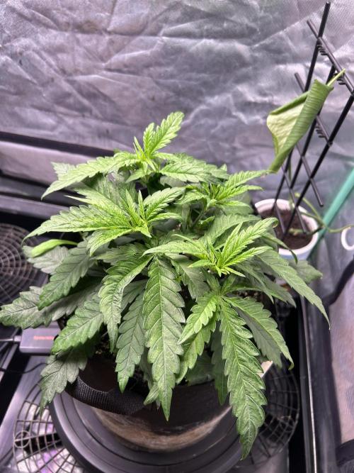 Sour Diesel - RQS & Blue Dream- Humbold. Week 4 - Sour Diesel
