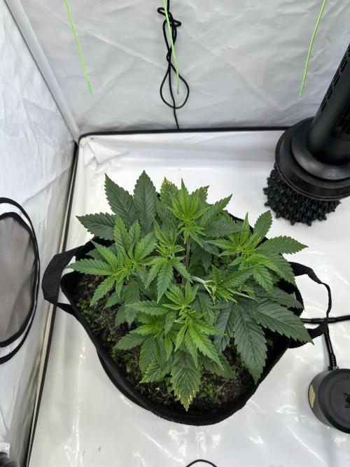 Blue Zuschi- Gnome & Sluricane- In House. Week 4 - Sluricane 