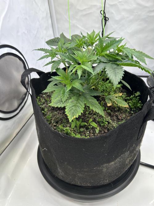 Blue Zuschi- Gnome & Sluricane- In House. Week 4 - Sluricane 
