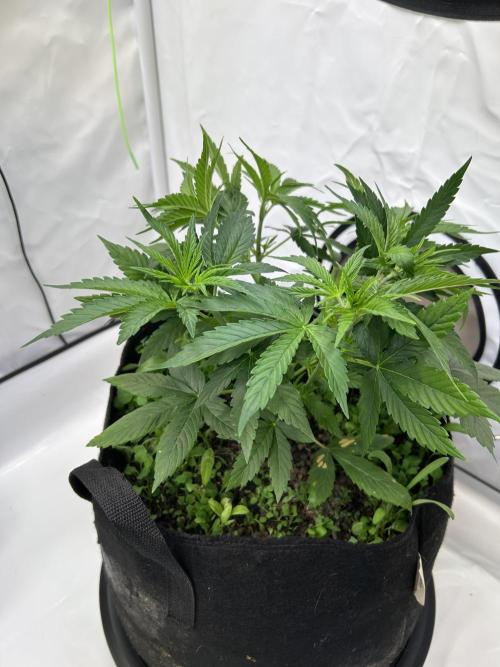 Blue Zuschi- Gnome & Sluricane- In House. Week 4 - Blue Zushi