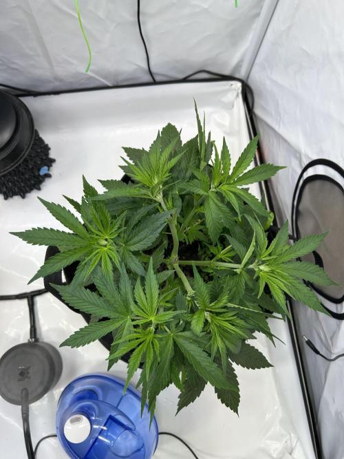 Blue Zuschi- Gnome & Sluricane- In House. Week 4 - Blue Zushi