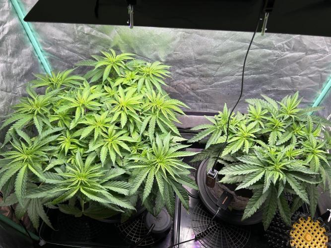 Sour Diesel - RQS & Blue Dream- Humbold. Week 5