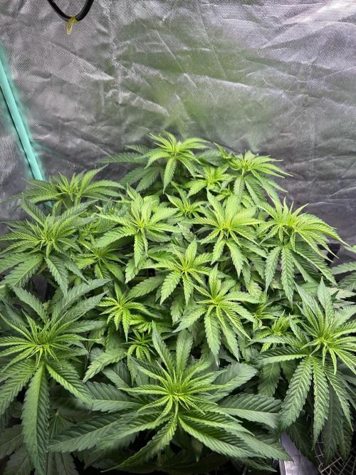 Sour Diesel - RQS & Blue Dream- Humbold. Week 5 - Blue Dream