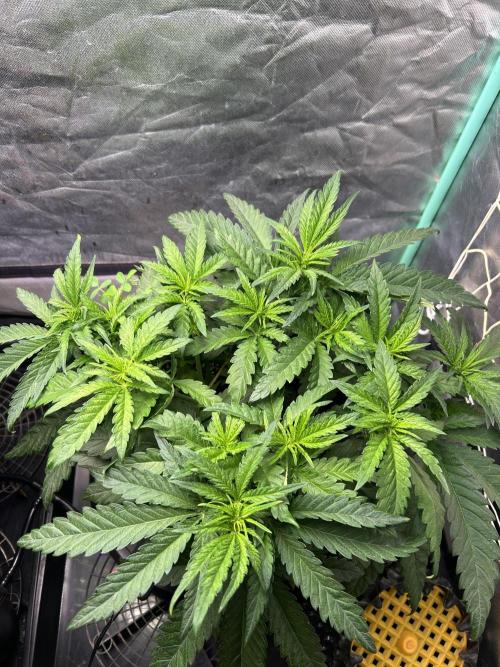 Sour Diesel - RQS & Blue Dream- Humbold. Week 5 - Sour Diesel 